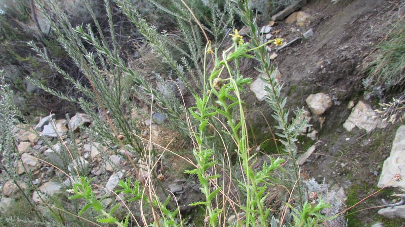 Ursinia filipes, photographed by James Deacon