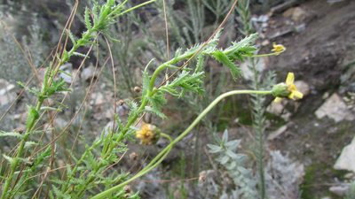 Ursinia filipes, photographed by James Deacon