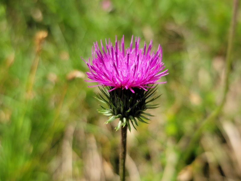 Carduus defloratus, photographed by Elias
