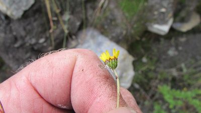 Ursinia filipes, photographed by James Deacon