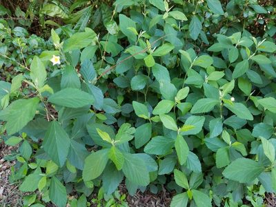 Sida rhombifolia