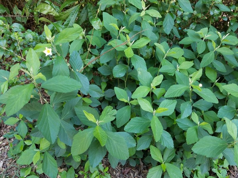 Sida rhombifolia, photographed by Leila Dasher