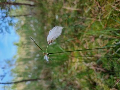 Eriophorum angustifolium, photographed by Milan Keršláger