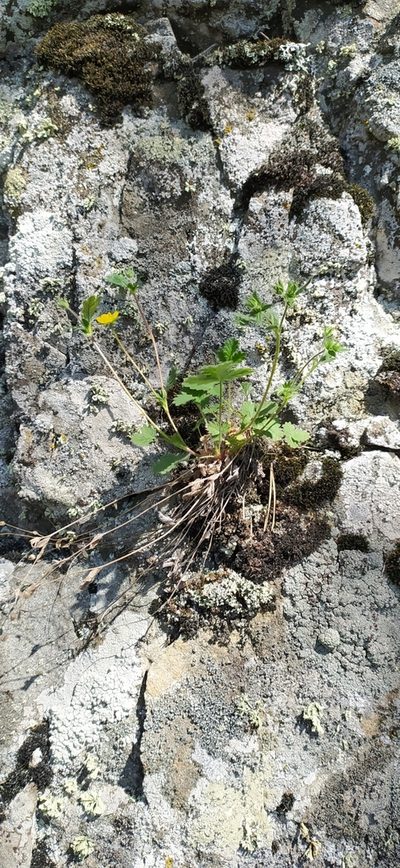 Potentilla evestita, photographed by Алексей Ябс