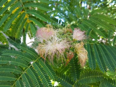 Albizia julibrissin, photographed by Leila Dasher