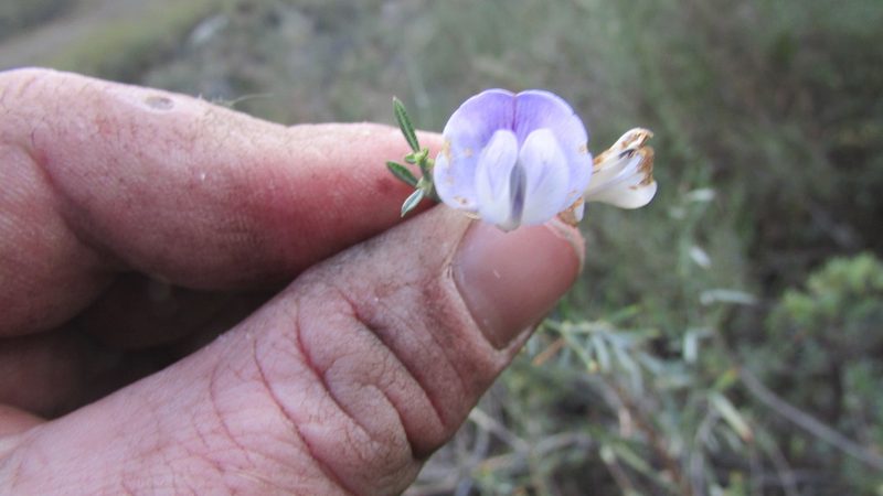 Psoralea verrucosa, photographed by James Deacon