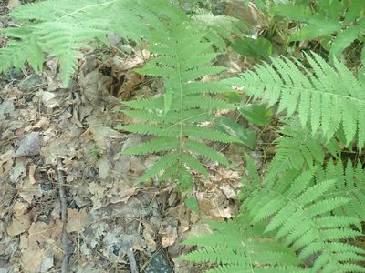 Amauropelta noveboracensis, photographed by Lynn Harper