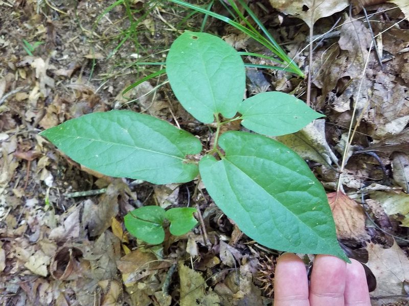 Aristolochia serpentaria, photographed by Leila Dasher