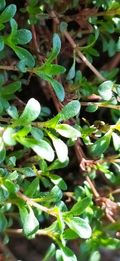 Thymus glabricaulis, photographed by Алексей Ябс