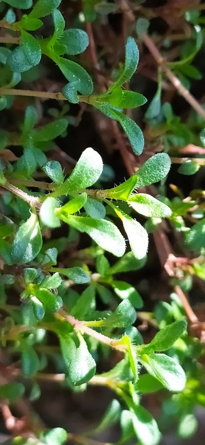 Thymus glabricaulis, photographed by Алексей Ябс