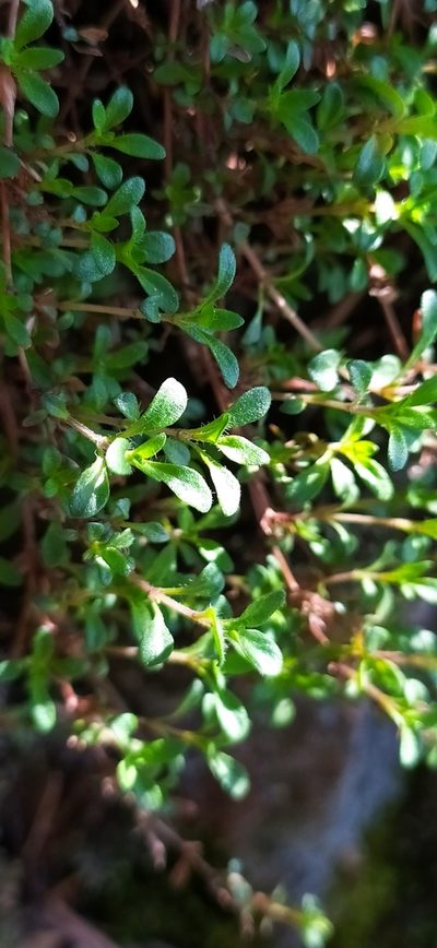 Thymus glabricaulis, photographed by Алексей Ябс