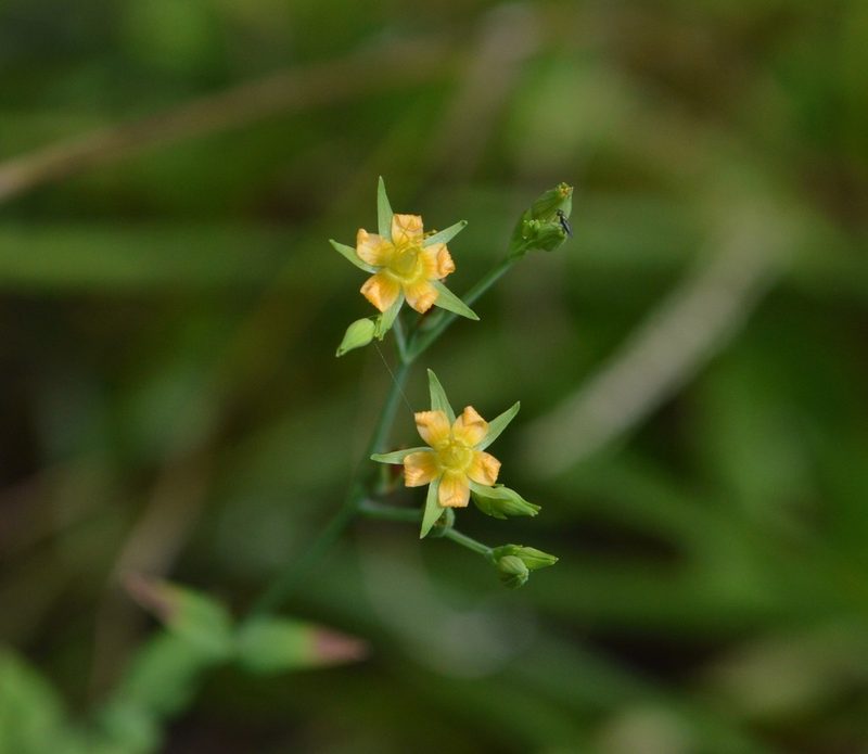 Hypericum gymnanthum, photographed by Daniel McNair