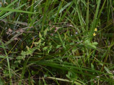 Hypericum gymnanthum, photographed by Daniel McNair