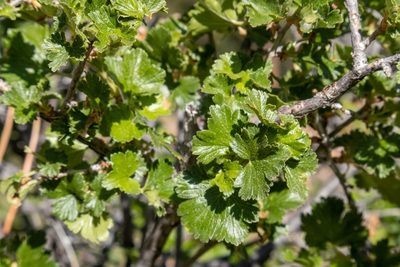 Ribes cereum, photographed by Bob Walker