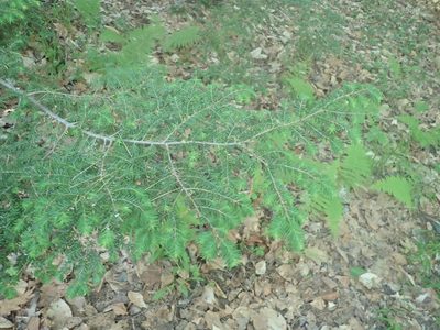 Tsuga canadensis, photographed by Lynn Harper