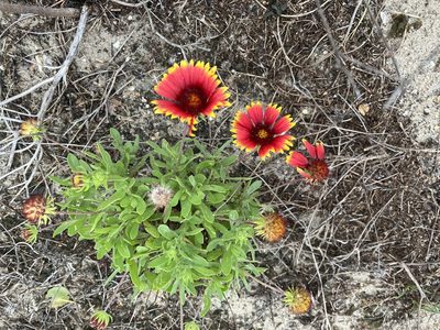 Gaillardia pulchella, photographed by Steve Taylor