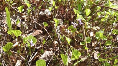 Viola epipsila, photographed by Tatiana Strus
