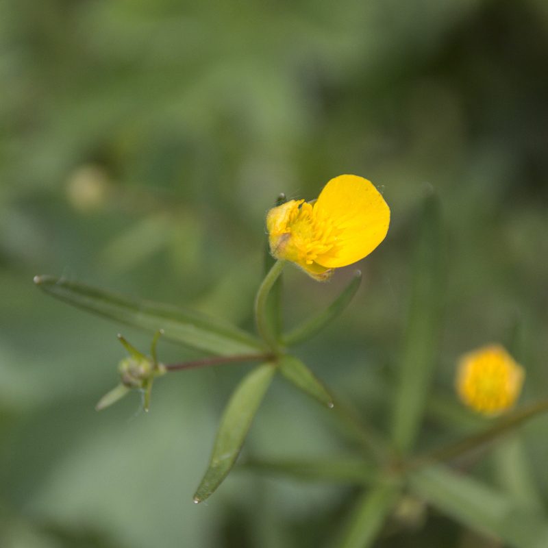 Ranunculus auricomus, photographed by Иван Шихалев