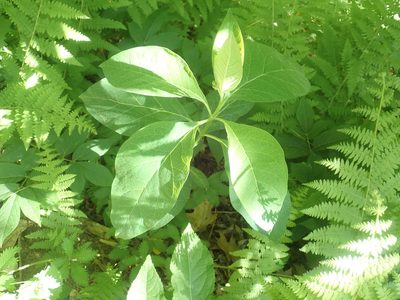 Asclepias quadrifolia, photographed by Lynn Harper