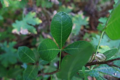 Searsia laevigata, photographed by Diana Studer