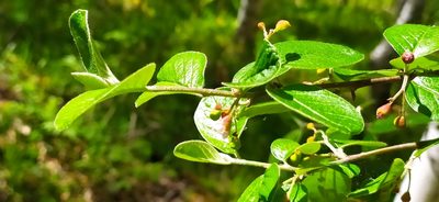 Cotoneaster laxiflorus, photographed by Алексей Ябс