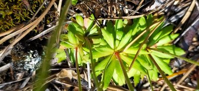 Androsace septentrionalis, photographed by Алексей Ябс