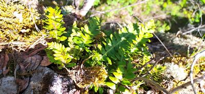 Polypodium vulgare, photographed by Алексей Ябс