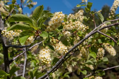 Prunus virginiana, photographed by Bob Walker