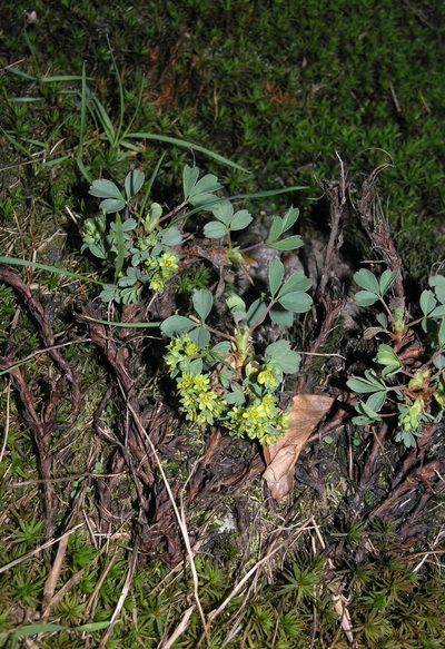 Sibbaldia parviflora, photographed by Oleg Kosterin