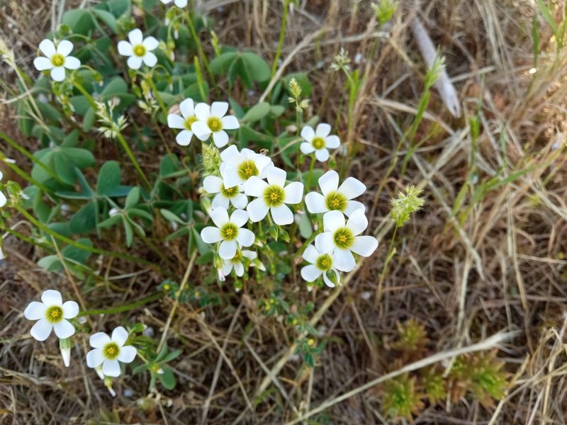 Oxalis latifolia, photographed by Josep Gesti
