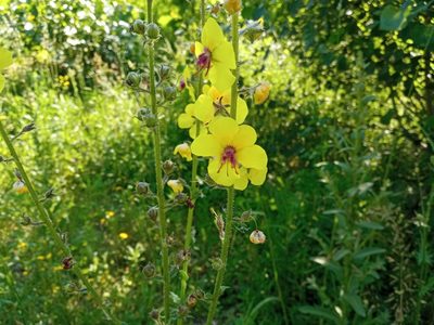 Verbascum blattaria, photographed by Josep Gesti