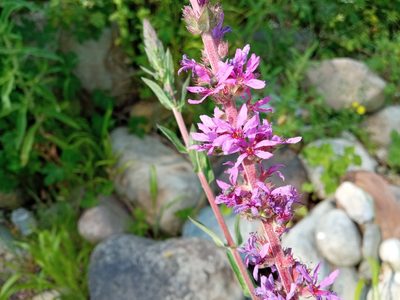 Lythrum salicaria, photographed by Josep Gesti