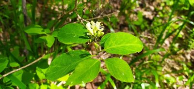 Lonicera xylosteum, photographed by Алексей Ябс