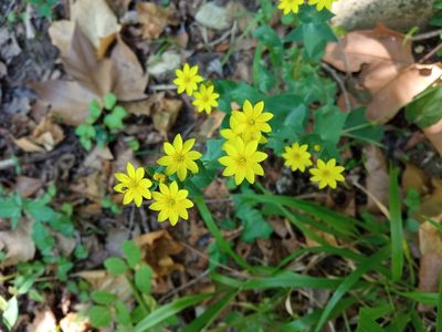 Blackstonia perfoliata, photographed by Josep Gesti