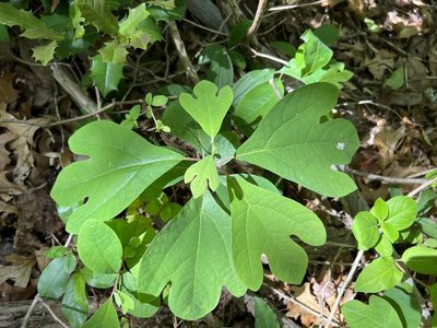 Sassafras albidum, photographed by Annie Weissman