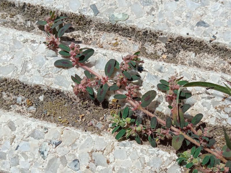 Euphorbia maculata, photographed by Josep Gesti