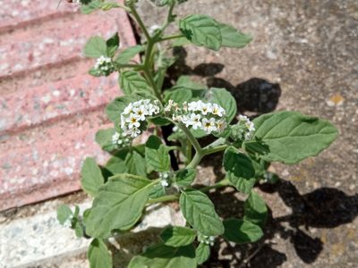 Heliotropium europaeum, photographed by Josep Gesti