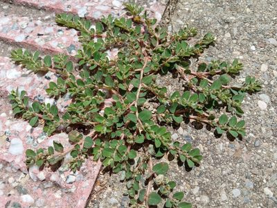 Euphorbia prostrata, photographed by Josep Gesti