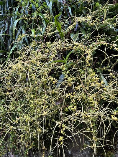 Peperomia galioides, photographed by Nicolás Baresch Uribe