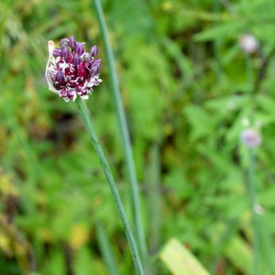 Allium scorodoprasum