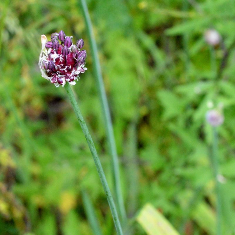 Allium scorodoprasum, photographed by Petr Harant