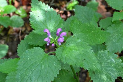 Lamium maculatum, photographed by Petr Harant