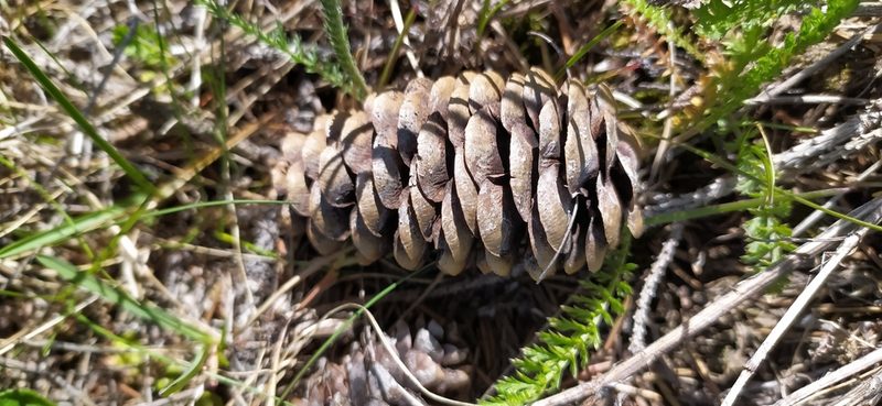 Picea obovata, photographed by Алексей Ябс