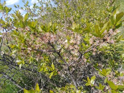 Prunus spinosa, photographed by Татьяна Горбушина