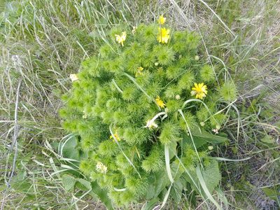 Adonis vernalis, photographed by Татьяна Горбушина