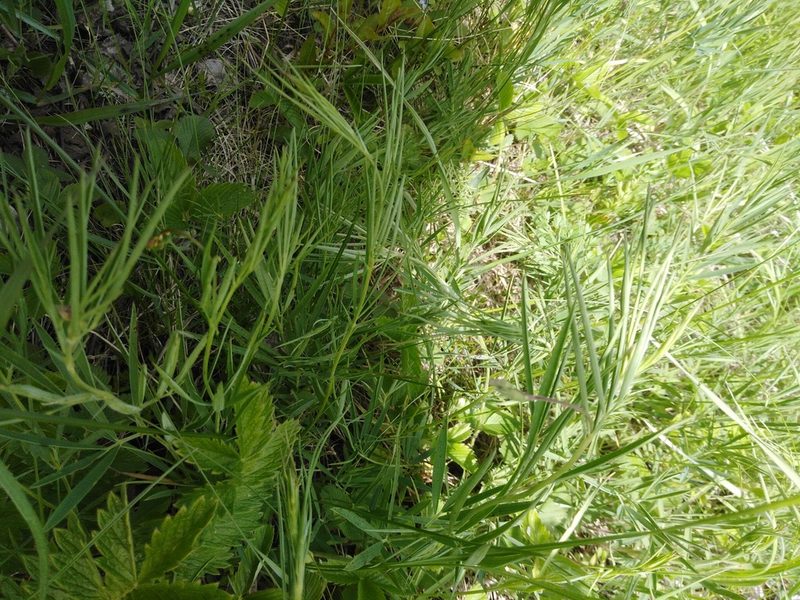 Lathyrus pallescens, photographed by Татьяна Горбушина