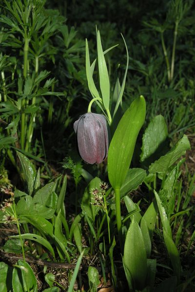 Fritillaria latifolia, photographed by Oleg Kosterin