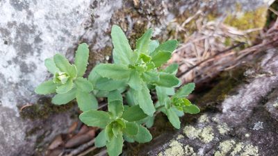 Hylotelephium telephium, photographed by Lena Perova