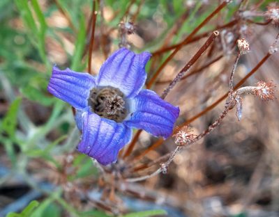Clematis hirsutissima