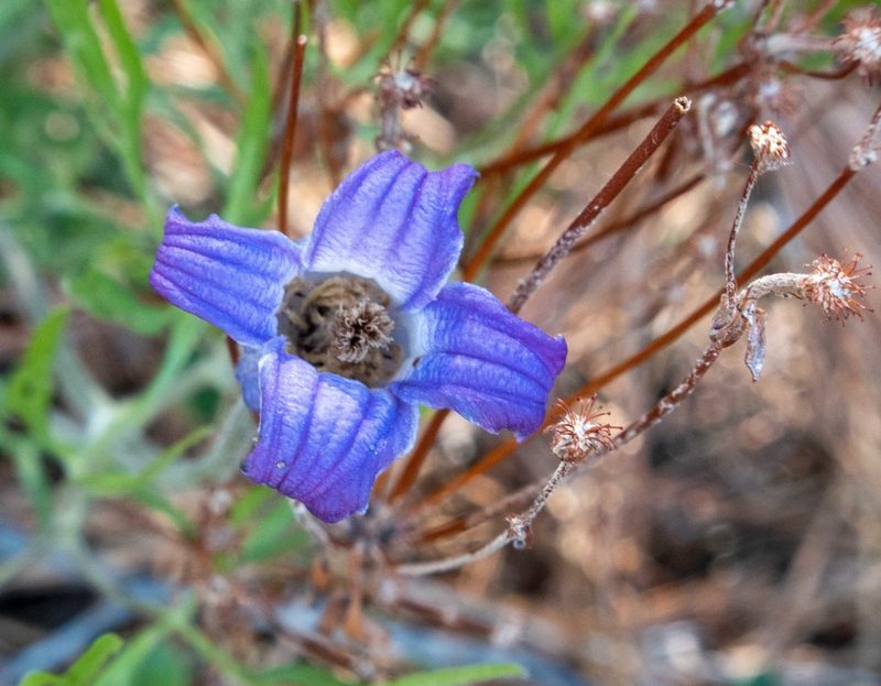 Clematis hirsutissima, photographed by Bob Walker